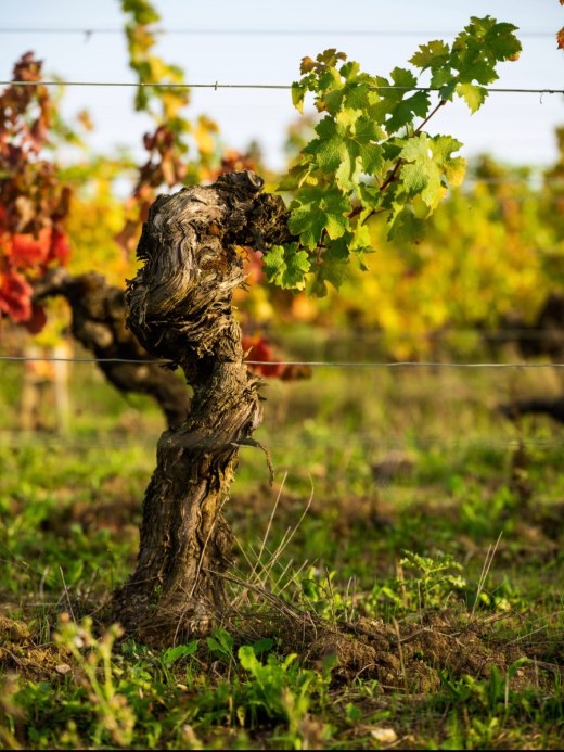 Vieille vigne à l'automne